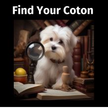 Still searching for your Coton de Tulear?