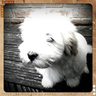 Coton Casper