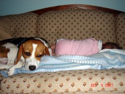 beagle and baby
