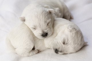 adorable sleeping puppies