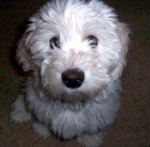 cute coton puppy