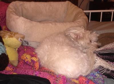 Tuffy's not my bed  head warmer