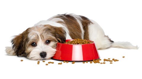 the best dog food