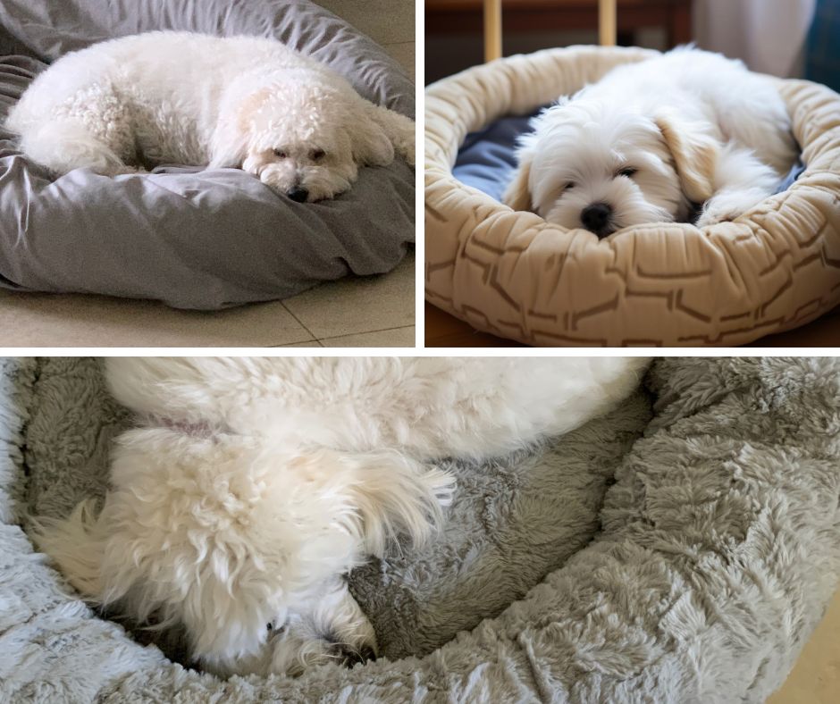 Coton de Tulear in donut bed