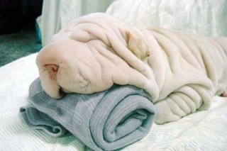 funny wrinkly dog