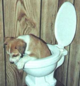 dog toilet training?