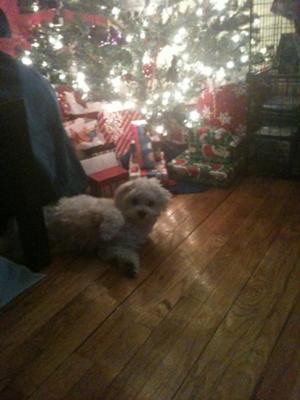 His fav place to rest is in front of the tree.