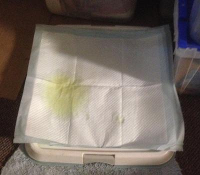 Tuffy's indoor pee pad on the tray