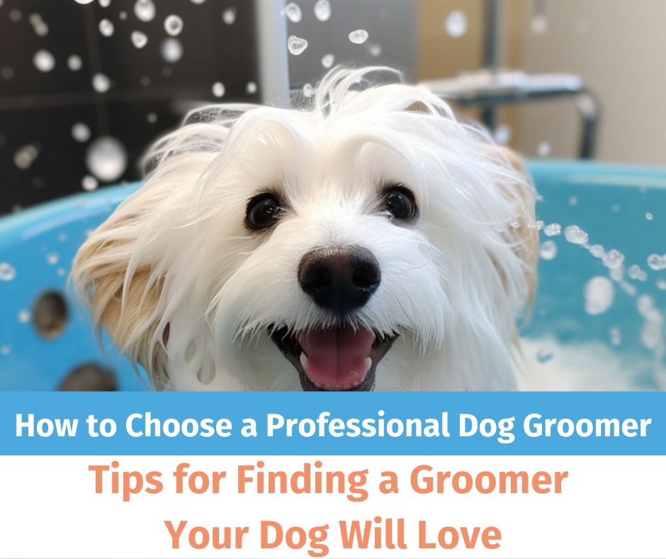 Choosing a dog groomer is important for long hair breeds like the Coton de Tulear.