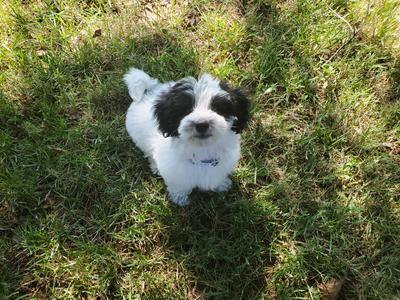 Franky Cooper at 12 weeks