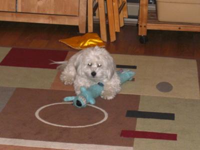 Tuffy and his tug boy toy
