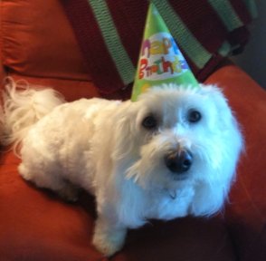 coton de tulear birthday