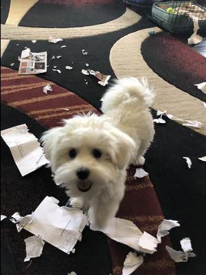 Lucky’s favorite game, shred paper