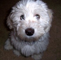 coton de tulear