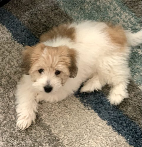 cute retreiver pup