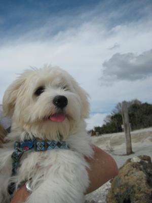 Cooper - Coton de Tulear