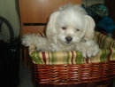Pouchie the one year old female Coton