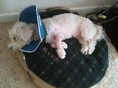 Mooch after his surgery