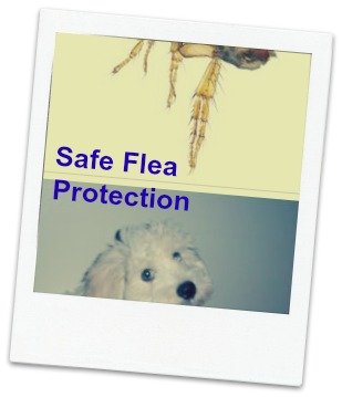 natural flea remedies for dogs