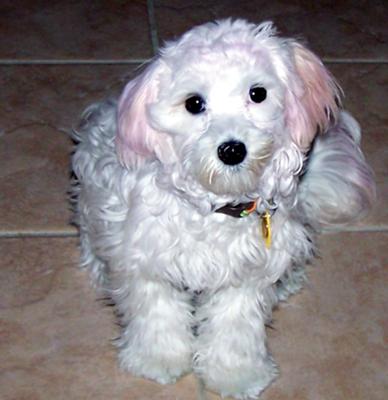 BeBe is in the Pink! BeBe is in the Pink!