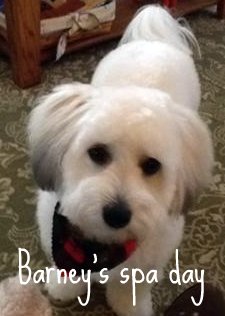 Coton de Tulear puppy cut