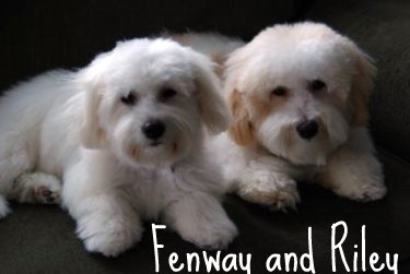 Coton de Tulear puppy cut