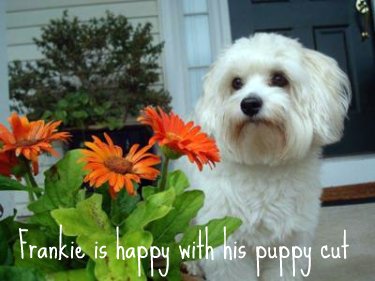 Coton de Tulear puppy cut