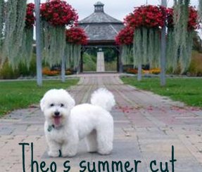 Coton de Tulear puppy cut