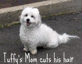 Coton de Tulear puppy cut