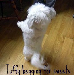 Coton de Tulear puppy cut