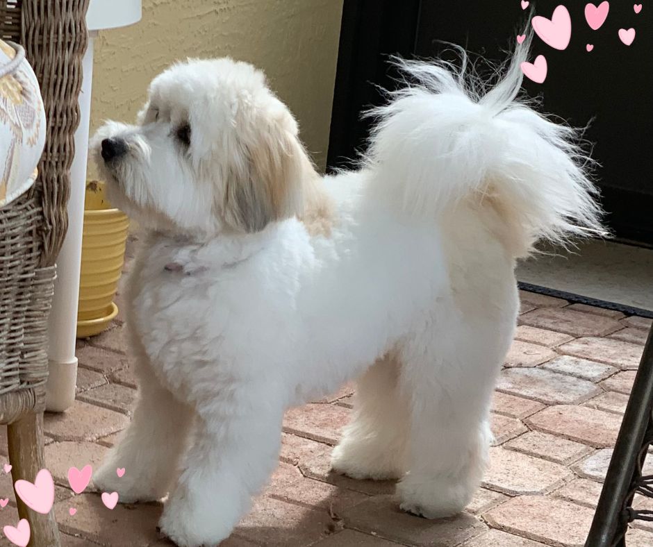 Coton de Tulear puppy cut