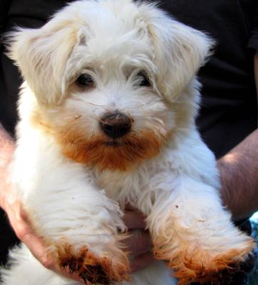 Coton de Tulear