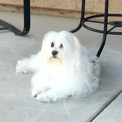 Lounging on the patio, my Sophie.