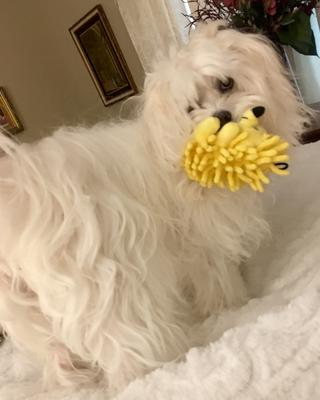 No toy's too big for me! (13 lbs.!)