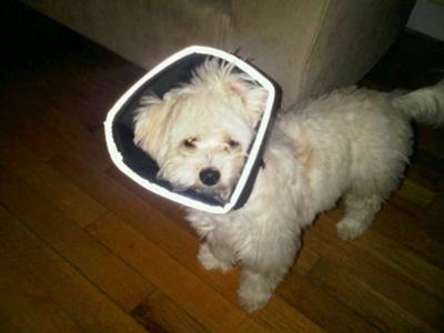 Spanky in his Comfy Cone after being Neutered