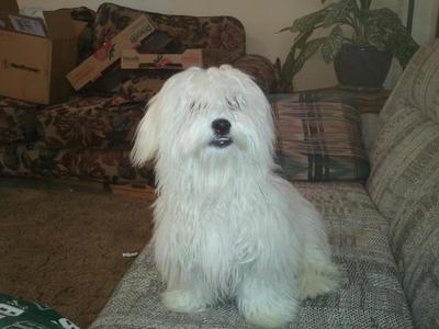 Coton De Tulear House Training Tips