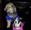 MANJU & ANYA styling their new snuggies ( 2011 xmas gift from Tia Evita ) 