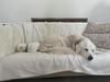 Best friends hanging out: our ‘twin’ dogs