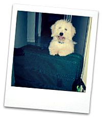 Coton de Tulear travel solutions