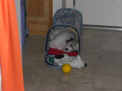 Coton de Tulear Puppy Tuffy zonked out in his cave