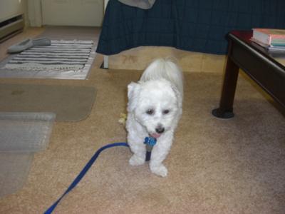 Tuffy's G.I. haircut with short ears