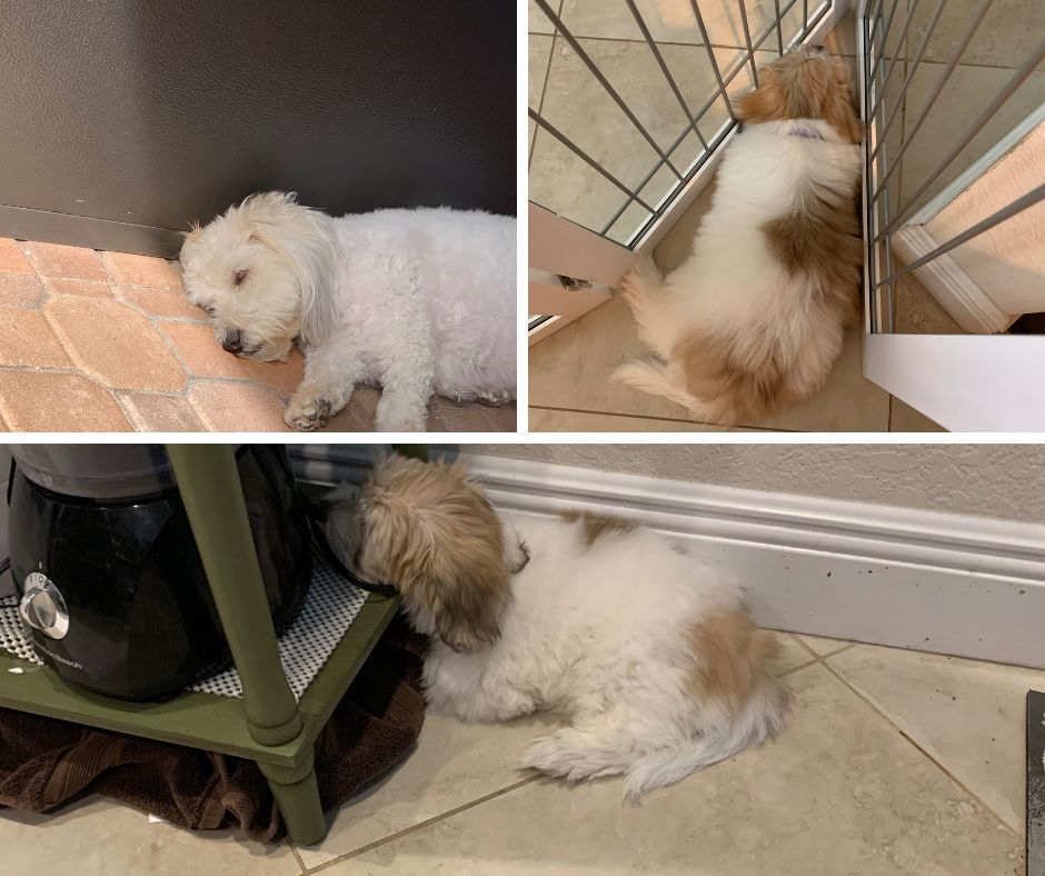 Coton de Tulear sleeping in uncomfortable places