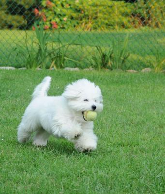 Lucy playing in the yard.