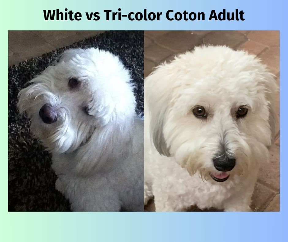 white vs tricolor adult Coton de Tulear