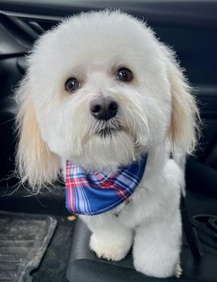 All dapper after a grooming session 