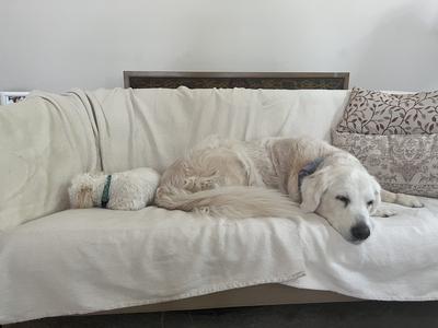 Best friends hanging out: our ‘twin’ dogs